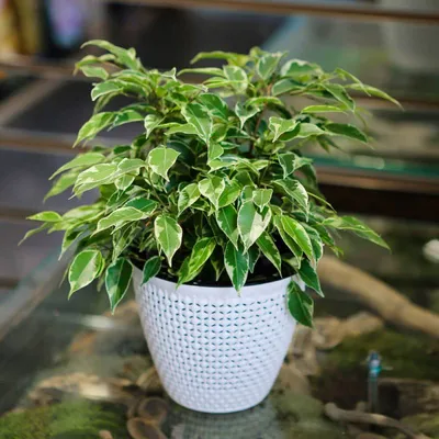 Buy in Kiev Ficus kinky green (Ficus kinky). Delivery across Ukraine. Flora  Life, online plant store