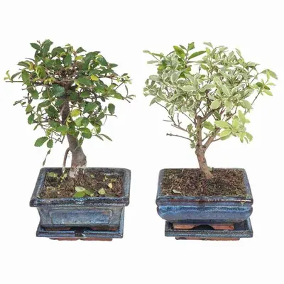 Фикус бенджамина Кинки Ficus benjamina Kinky - купить екзоты, комнатные  декоративные с доставкой по Украине в магазине Добродар