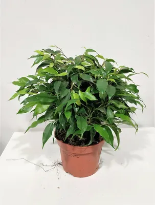 Ficus benjamina kinky yellow (Ficus benjamina kinky). Buy in Kiev. Flora  Life, online store of plants. Delivery across Ukraine.