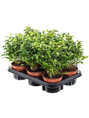 Фикус Бенджамина Кинки (Ficus Benjamina Kinky)