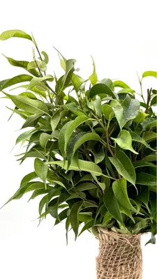 Фикус Бенджамина Кинки (Ficus Benjamina Kinky)