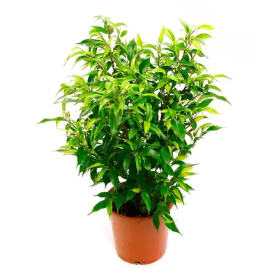 Фикус Бенджамина Кинки / Ficus Benjamina 55 см купить в Минске с доставкой  | Sadovskaya.by