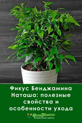 Фикус бенджамина купить в Минске с доставкой | Cactus.by