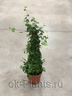 Ficus Pumila Variegated Creeping Fig, Cuttings x5 — The Plant Farm®