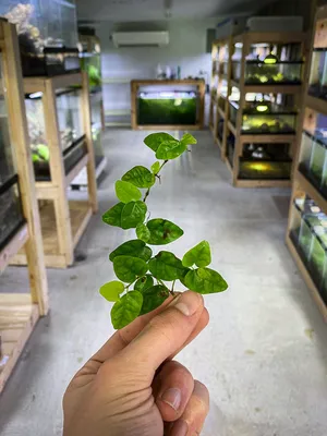 Заказать Фикус пумила Керли укорененный черенок, Ficus Pumila Curly с  доставкой по всей Украине - 1696817742