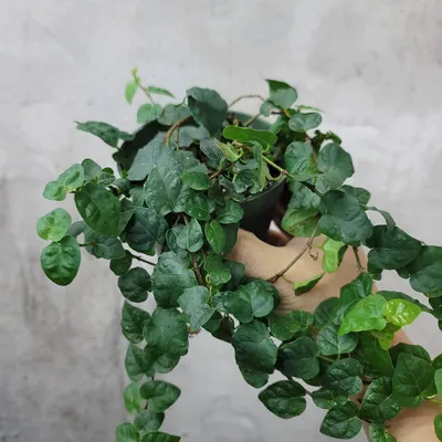 Ficus pumila