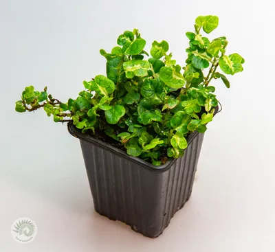 Ficus Pumila Curly - Florariumplants