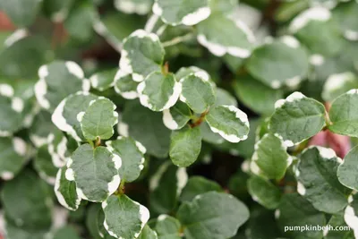 Ficus pumila 'White Sunny' - Pumpkin Beth