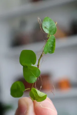 Growing Ficus pumila - The Creeping Fig Made Easy - Terrarium Tribe