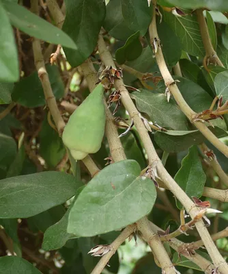 Коллекции растений ЦСБС СО РАН - Ficus pumila L. – Фикус карликовый