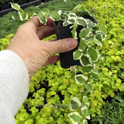 Ficus Pumila, Variegated, Creeping Fig - Pot Size: 3\" (2.6x3.5\") - Colorful  Foliage, Ground Cover Plants - Winterized 2Day Shipping - Walmart.com