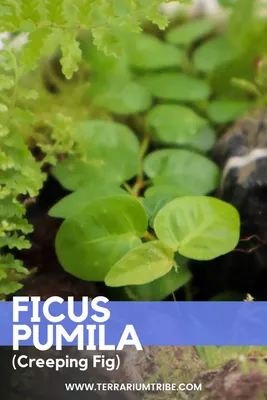 Growing Ficus pumila - The Creeping Fig Made Easy - Terrarium Tribe