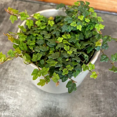 Ficus Pumila Quercifolia, 2\" Plant — The Plant Farm®