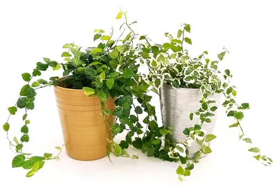 FICUS PUMILA, FICUS REPENS Green and Assorted in Ceramic Vase Gold and  Silver, 2 Plants V13, Real Plants : Amazon.de: Garden