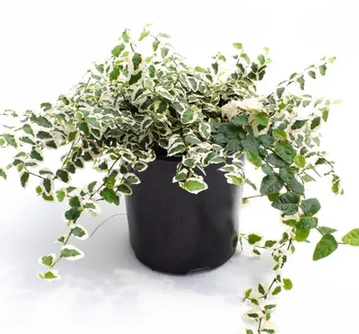 Ficus pumila \"Repens\" AKA Creeping Ficus – The Plant Lady SF