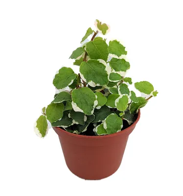 Ficus pumila 'Variegata' - Variegated Creeping Fig (4.5\" Pot) | Little  Prince To Go