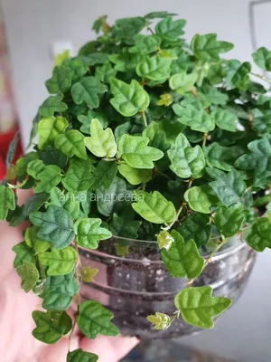 anyone have experience with oak leaf creeping fig (ficus pumila  quercifolia)? more info in comments. : r/houseplants