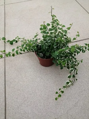 Фикус Пумила Вайт Санни (Ficus Pumila White Sunny)