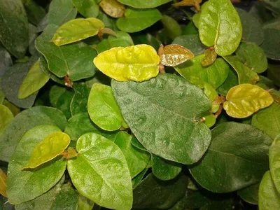 Ficus Pumila Variegated, Hanging Basket – Eureka Farms