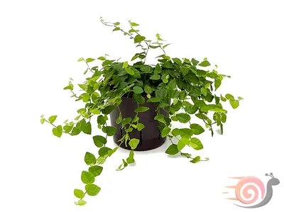 Коллекционный объект БСИ ДВО РАН: Ficus pumila (Фикус карликовый  'Дорте')(Сорт:Dorte)