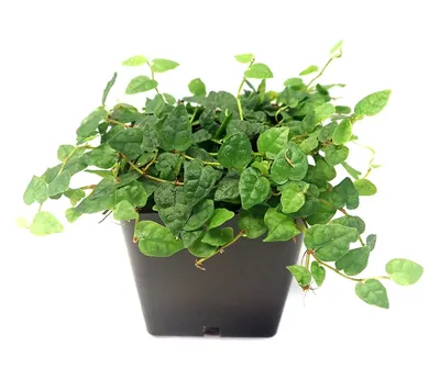 FICUS PUMILA WHITE SUNNY - info