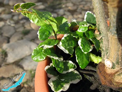 Ficus pumila 'Curly' - Gabriella Plants