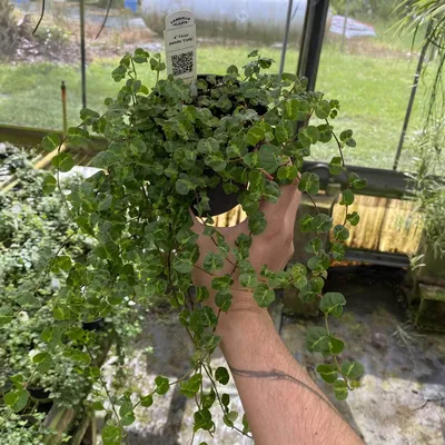 Creeping or Climbing Fig (Ficus pumila)