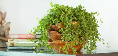 Ficus Pumila | Creeping Fig (Green) - Plant – Lalit Enterprise