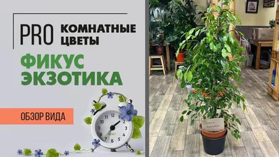 Идеальный фикус для вашего интерьера. Как вырастить фикус в домашних  условиях