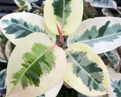 Фикус Эластика Тинеке Разветвленный (Ficus Elastica Tineke)