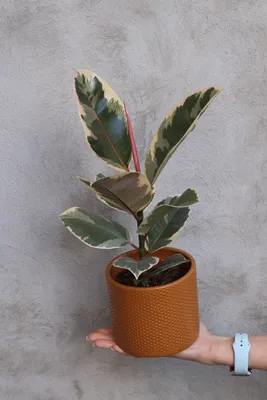 Фикус Тинеке уход фото / Ficus Tineke