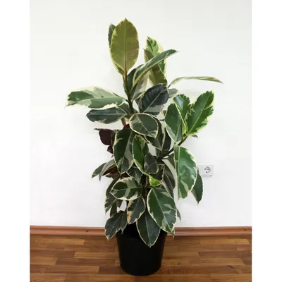 Фикус Эластика Тинеке (Ficus Elastica Tineke)