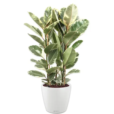 https://plantrum.com.ua/plants/ficus_tineke.html