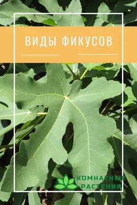 Фикус Бенджамина - уход и размножение в домашних условиях. Можно ли держать  дома, почему желтеют листья, как поливать и размножить?