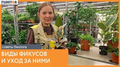 Фикус али (Биннендийка) советы за уходом в домашних условиях | Growbox