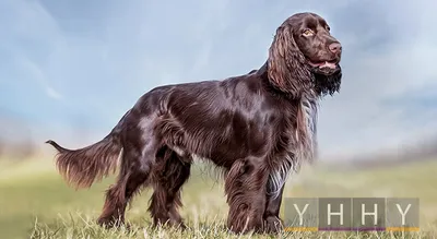 Английский спрингер-спаниель собака: фото, характер, описание породы | Dog  breeds, Best dog breeds, Springer spaniel