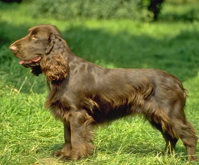 english cocker spaniel, английский кокер спаниель | Спаниель, Домашние  собаки, Собаки