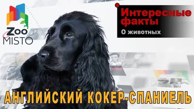 Комплекс с Триммингом спины (Английский кокер-спаниель) в зоосалоне PARADOGs