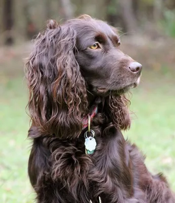 Сассекс-спаниель (Sussex Spaniel) (Породы собак) собака спаниель,  суссекский спаниель, сассекс спаниель фото, английский спаниель, английский  кокер спаниель, купить английского спаниеля Энциклопедия о животных EGIDA.BY