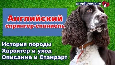 Boykin Spaniel | Охотничьи собаки, Спаниель, Милые собаки