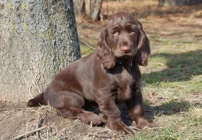 Field-Spaniel-2.jpg