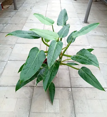 Филодендрон Копьевидный (Philodendron hastatum)