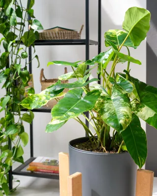 Филодендрон Краснеющий – купить, уход, цена в интернет-магазине комнатных  растений.