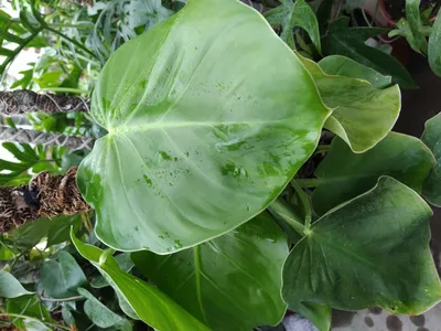 Филодендрон краснеющий (Philodendron erubescens), Живые растения в  Волгограде, купить по цене 380 RUB, Цветы в горшках в LuxFlory с доставкой  | Flowwow