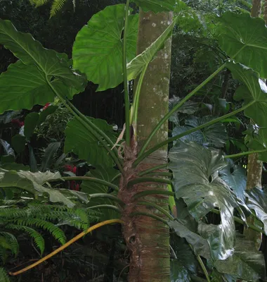 Коллекции растений ЦСБС СО РАН - Philodendron sagittifolium Liebm. –  Филодендрон стрелолистный