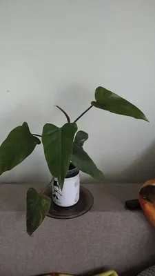 Филодендрон краснеющий (Philodendron erubescens) - «Мой красавчик Фил,  филодендрон - расскажу о своем опыте содержания этого тропического  красавца. » | отзывы