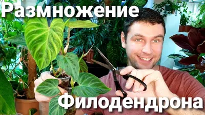 Коллекции растений ЦСБС СО РАН - Philodendron verrucosum Mathieu ex Schott  – Филодендрон бородавчатый