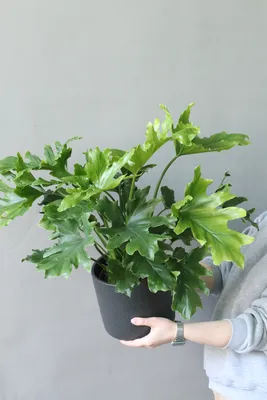 Филодендрон Селло - Филодендрон - Декоративно-лиственные растения -  Комнатные растения - GreenInfo.ru