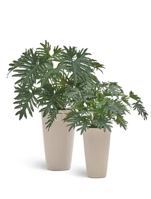Филодендрон Ксанаду\" купить по низкой цене | Комнатное растение \"Филодендрон  Ксанаду\" в интернет-магазине kashpo.store