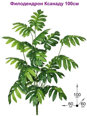 Искусственное растение Xanadu Philodendron Bush 75 cm, Treez Collection |  Home Concept